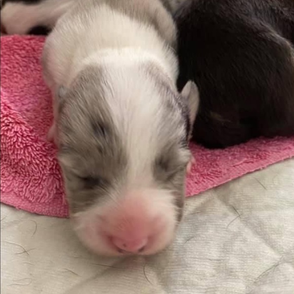 Meet your Posher, Deborah - Picture 3 of 6